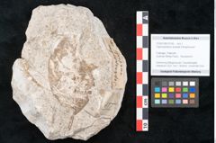 Foto (Objekt + Etikett) von Daphnophyllum australe Ettingshausen (NHMW-GEO-2024-0188-10195)